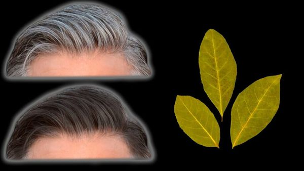 Darken Your Gray Hair Naturally with Bay Leaves