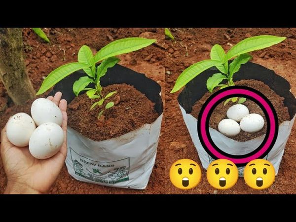 Burying an Egg in Your Garden: A Simple and Sustainable Technique