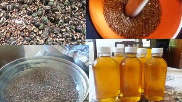 Making Your Own Castor Oil: A Simple Guide