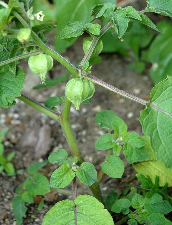 The Golden Berry: A Versatile Superfood for Your Health