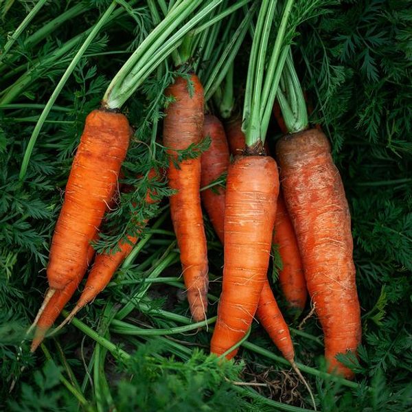 Making Carrot Oil at Home: A Natural and Versatile Beauty Essential