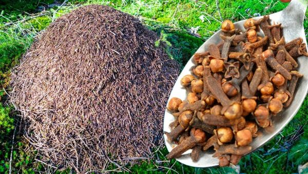 Why Cloves Work Against Ants