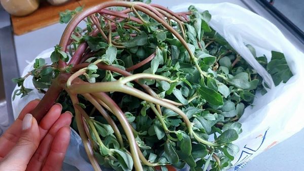 Adding Purslane to Your Meals: A Hidden Gem in the Culinary World