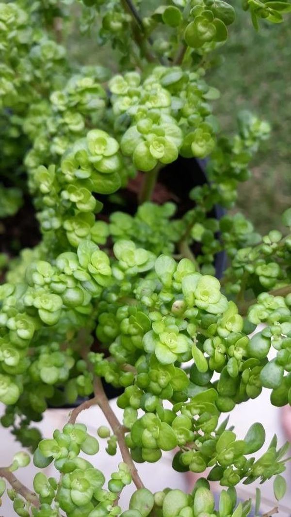 The Hidden Gem in Your Garden: Pilea Microphylla