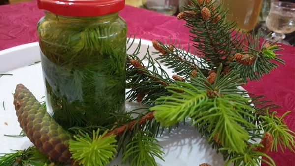 Pine and Fir Needle Honey: A Natural Remedy for a Healthier You