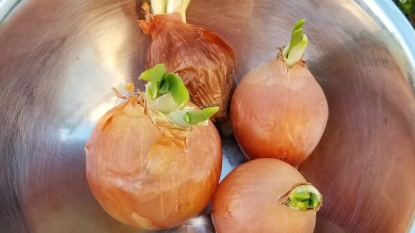 Discover the Delicious Potential of Sprouted Onions