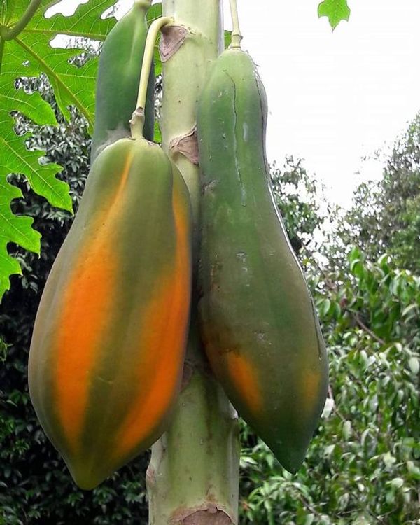 Discover the Powerful Benefits of Papaya Seeds for Weight Loss