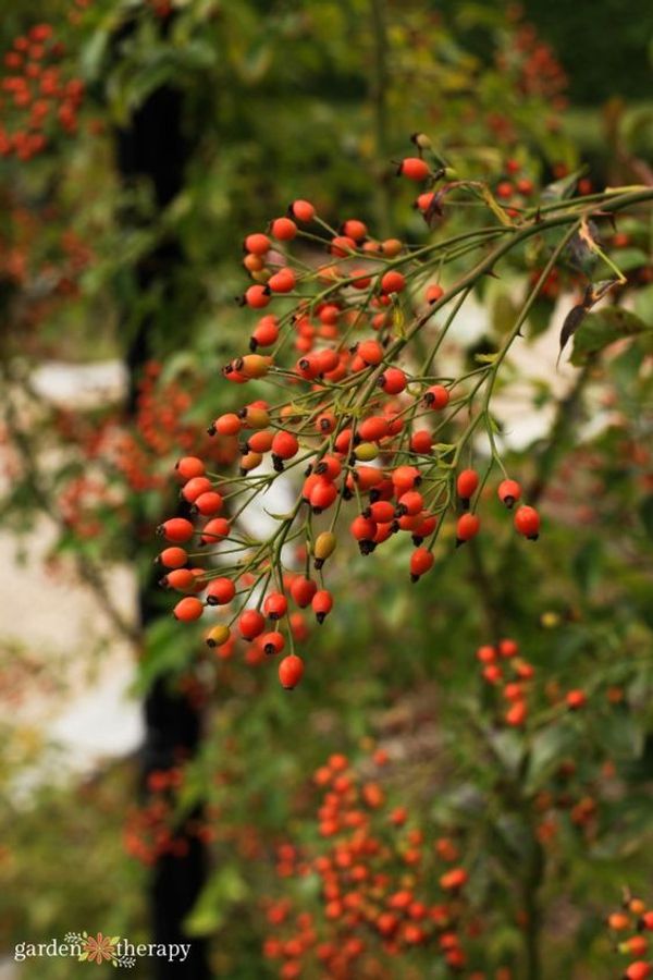 The Power of Rosehip: A Natural Solution for Health and Beauty