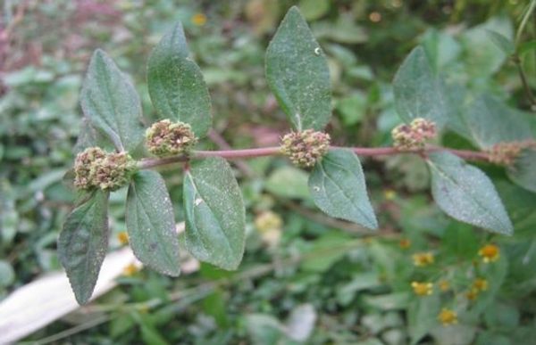 Discover the Hidden Treasure in Your Garden: Euphorbia Hirta