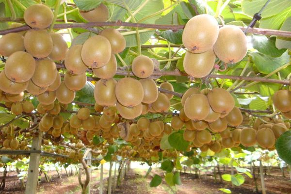 Choosing the Best Kiwi Variety