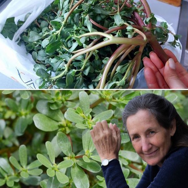 Discovering the Delight of Purslane: A Culinary Adventure