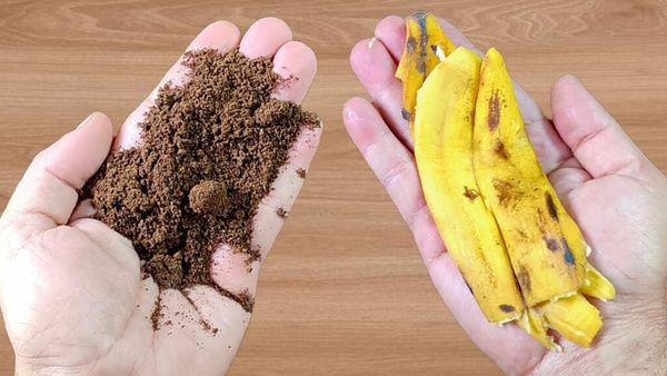 Discover the Magic of Coffee Grounds and Banana Peels for Your Garden