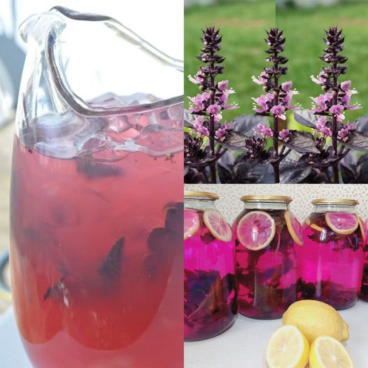 Boost Your Immunity with a Delicious and Cost-Effective Purple Basil and Lemon Beverage