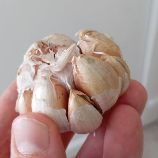 The Wonders of Sprinkling Garlic Outside Your Door